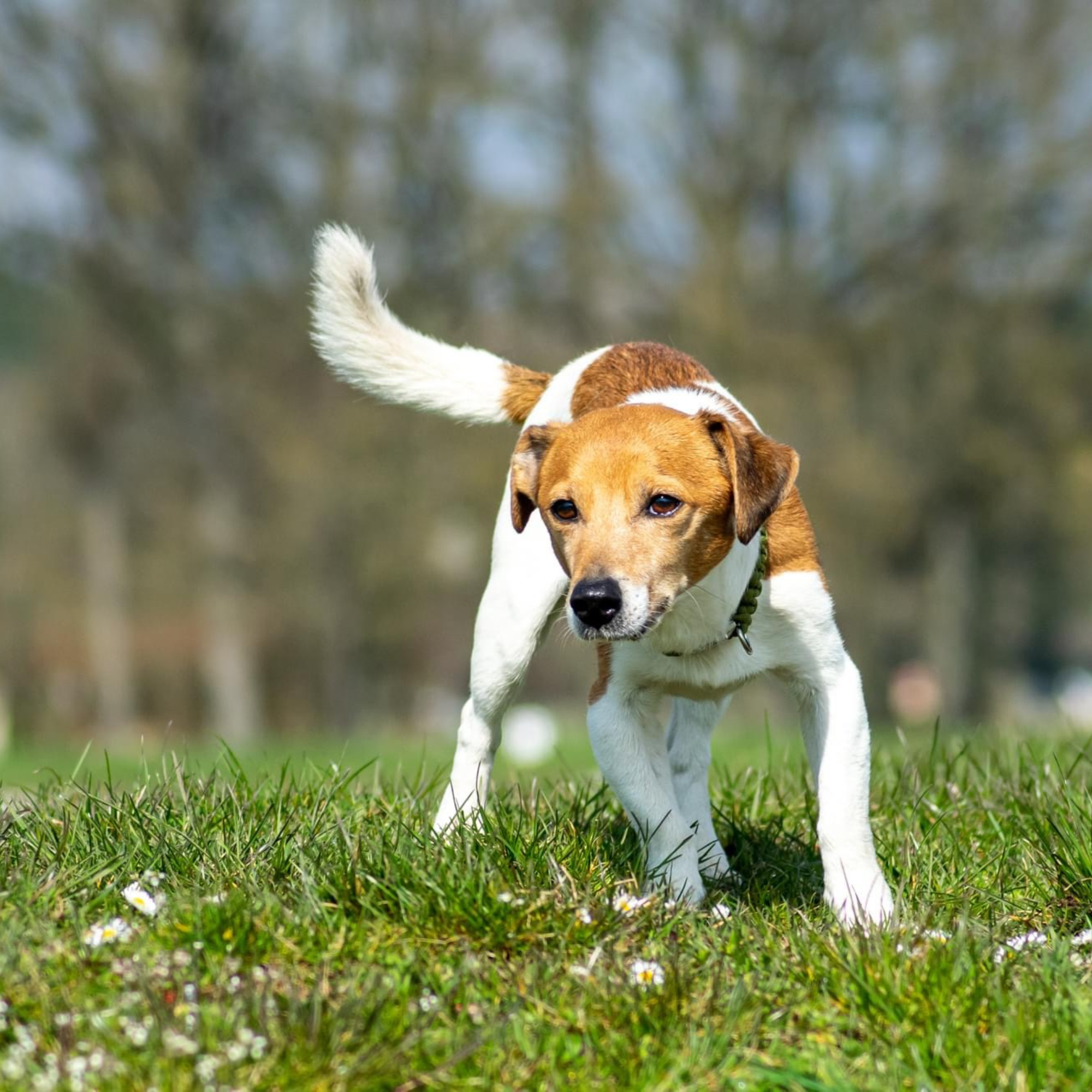 Darm Hund