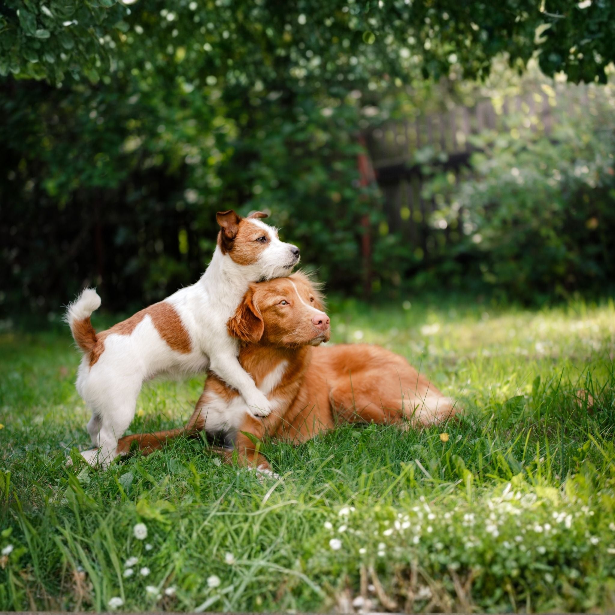 Gesundheit & Vorsorge - Hund