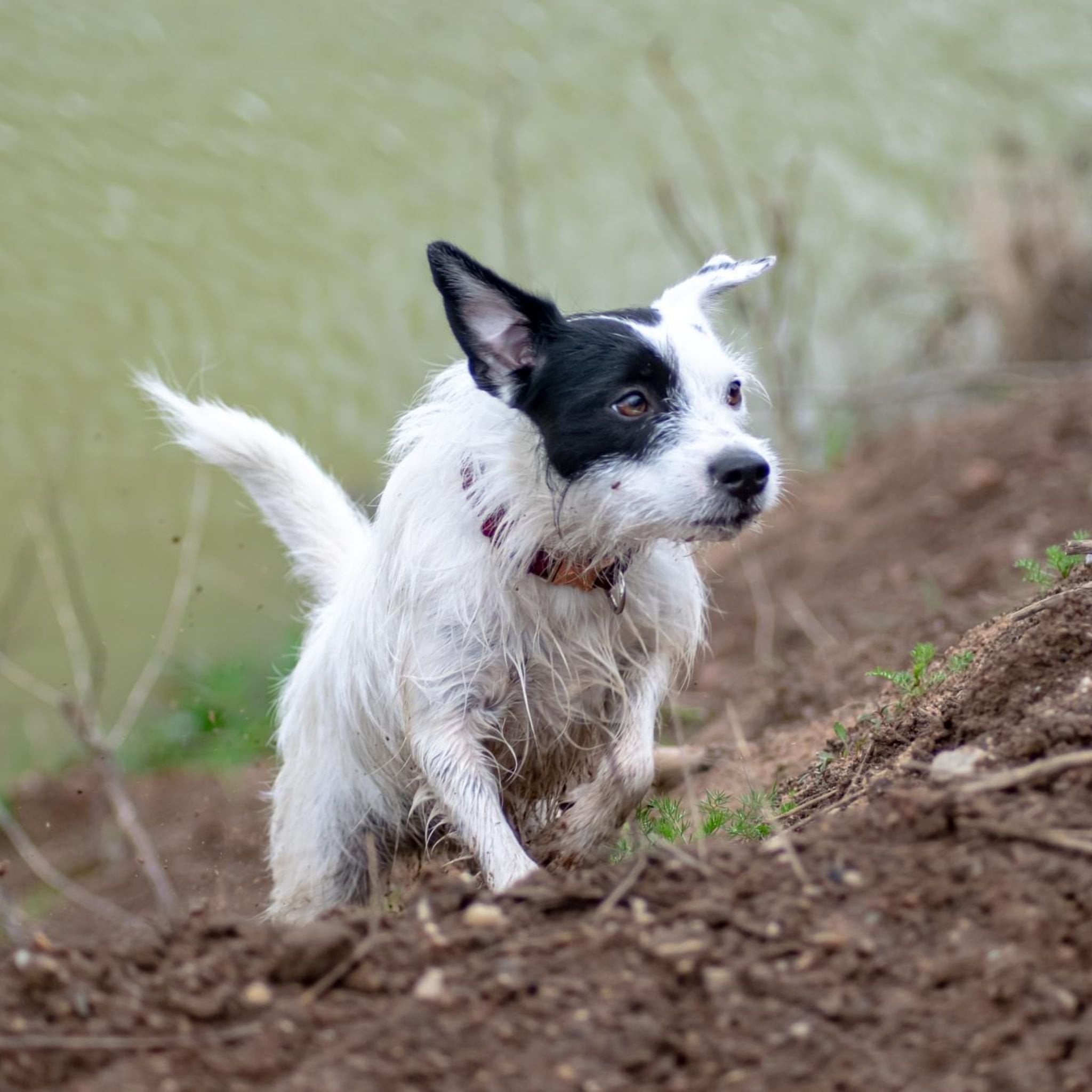 Bewegungsapparat Hund