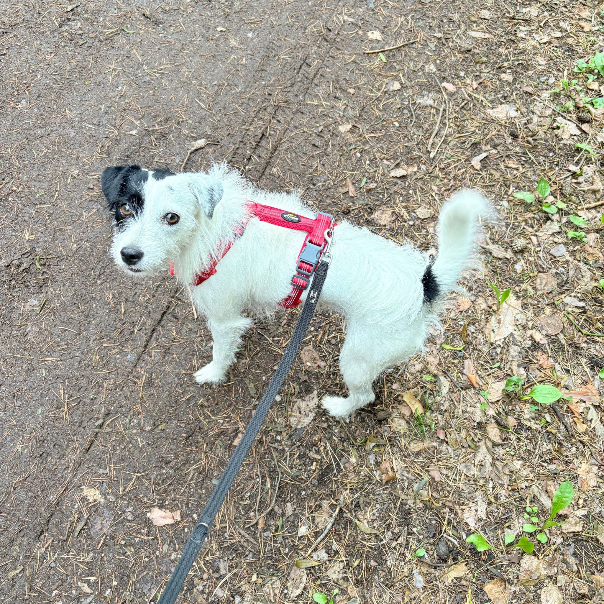Hundegeschirre