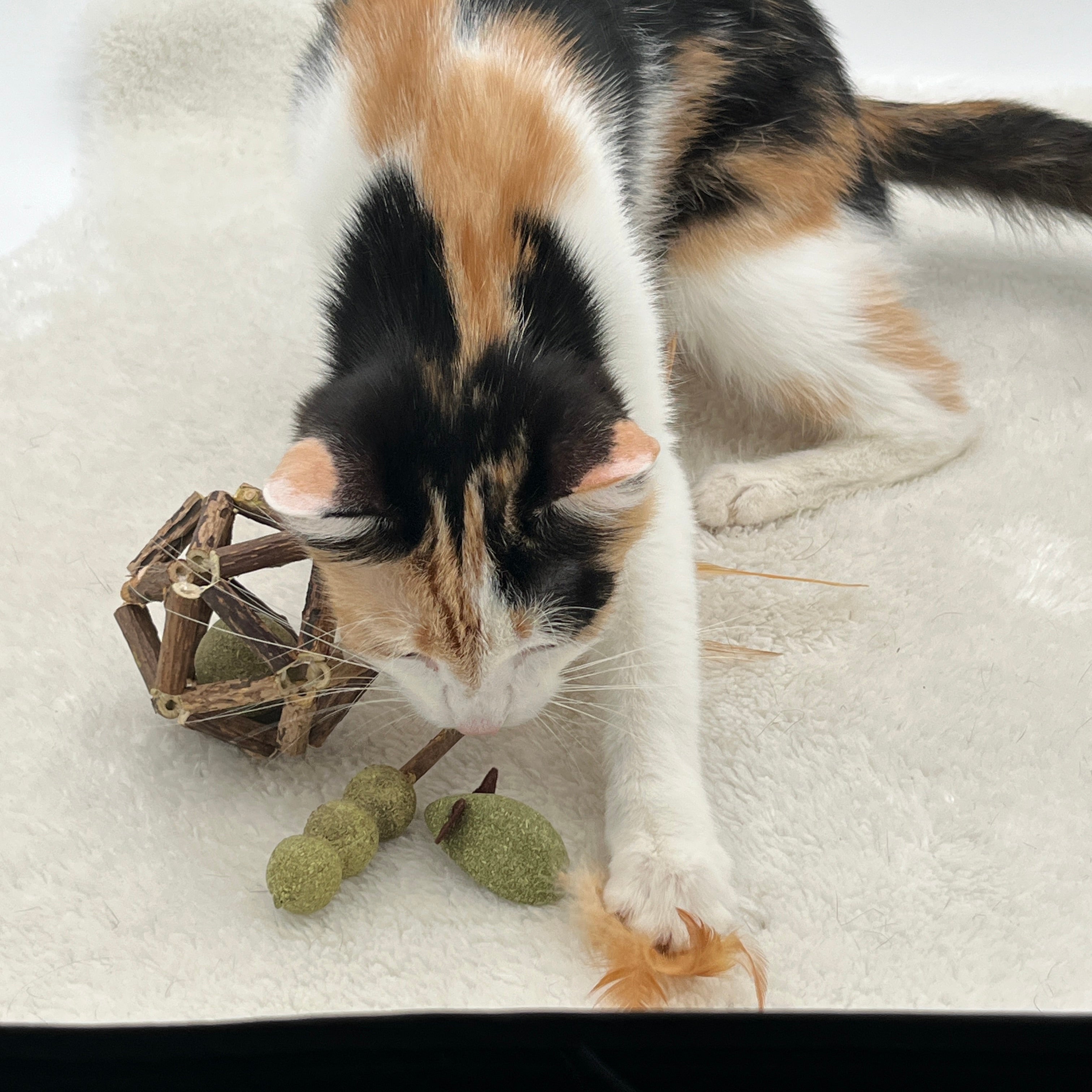 Addicted Katzenspielzeuge mit MADNIP