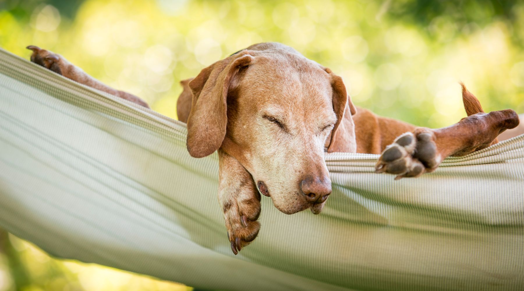 Innere Stärke & Gelassenheit Hund