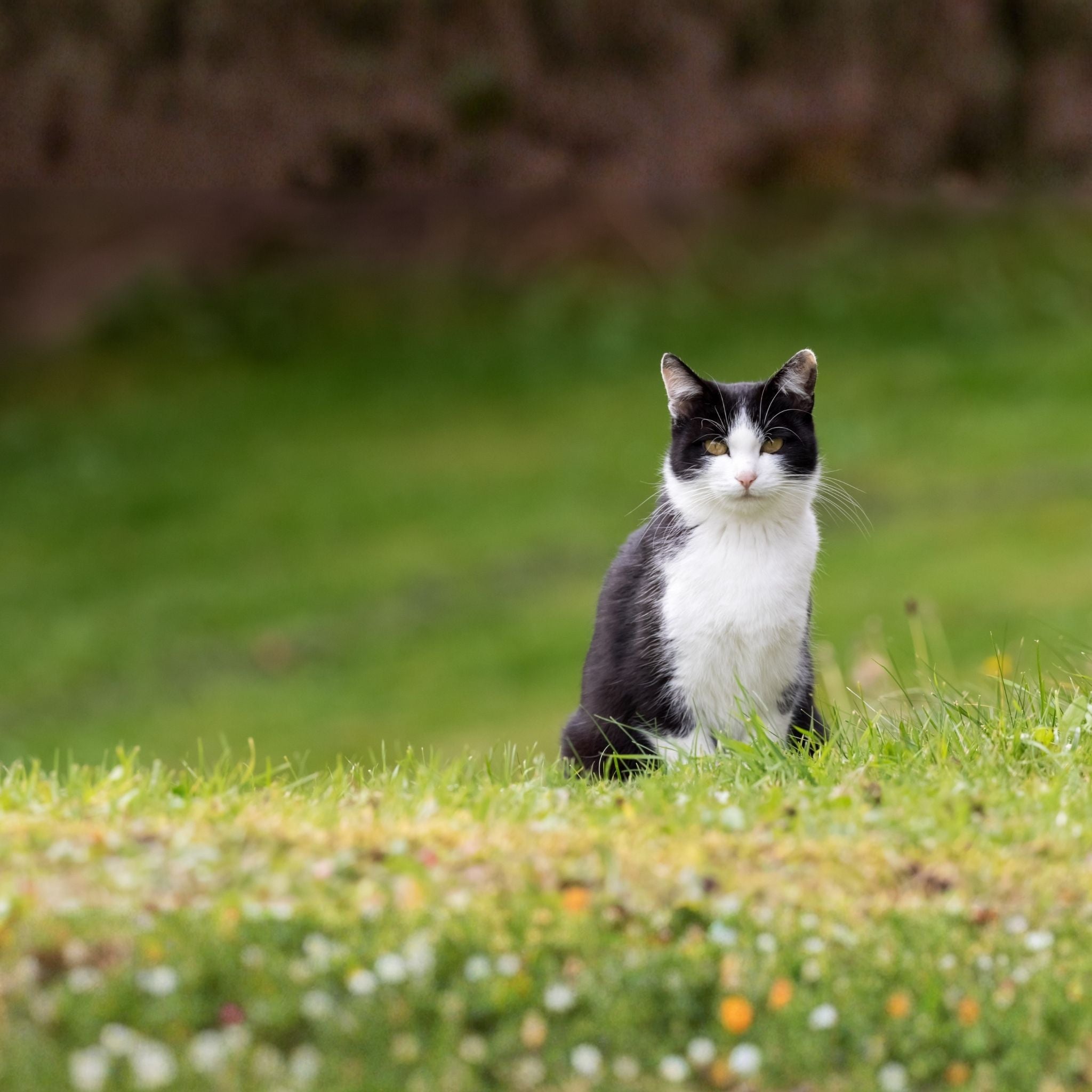 Gesundheit & Vorsorge - Katze