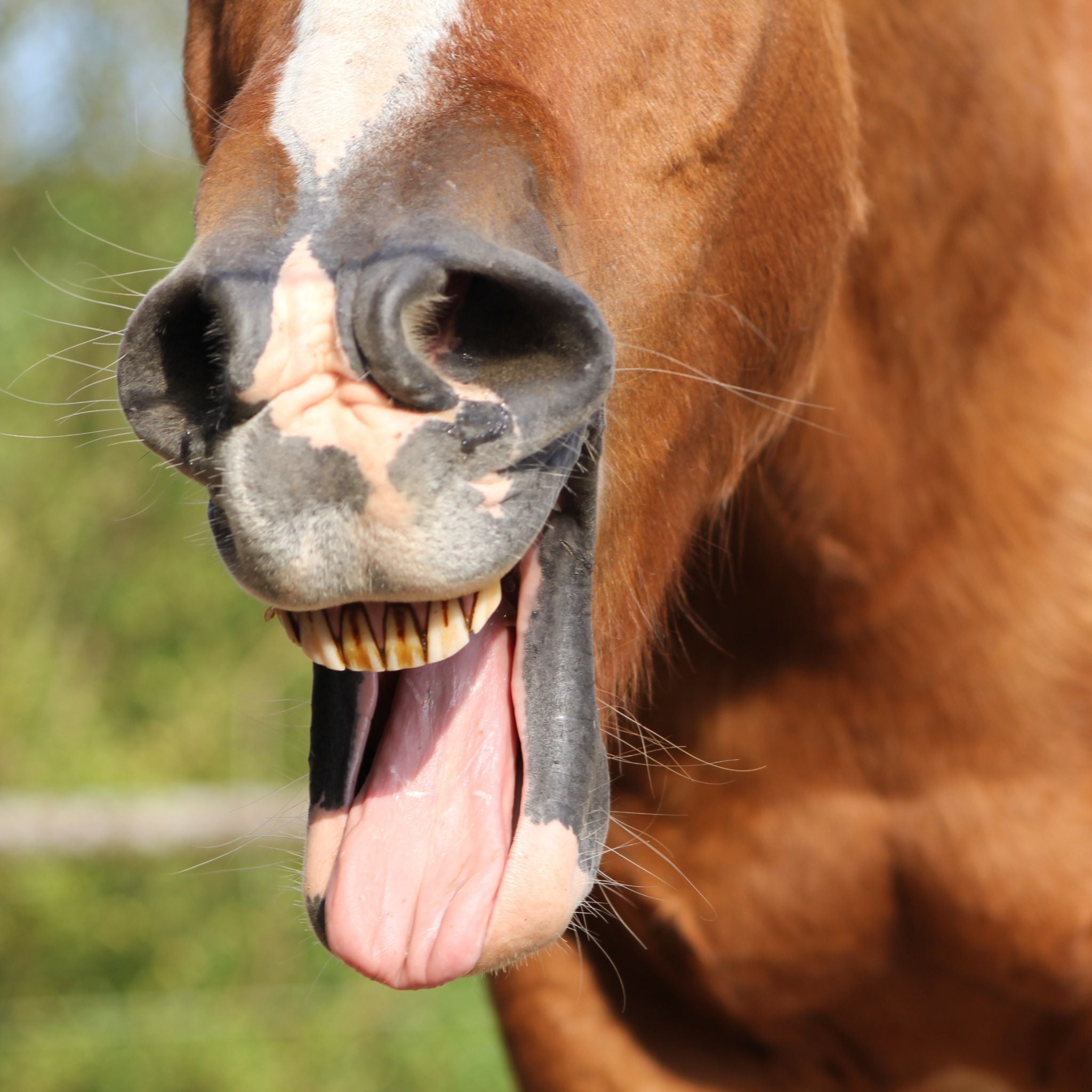 Pferd gähnt