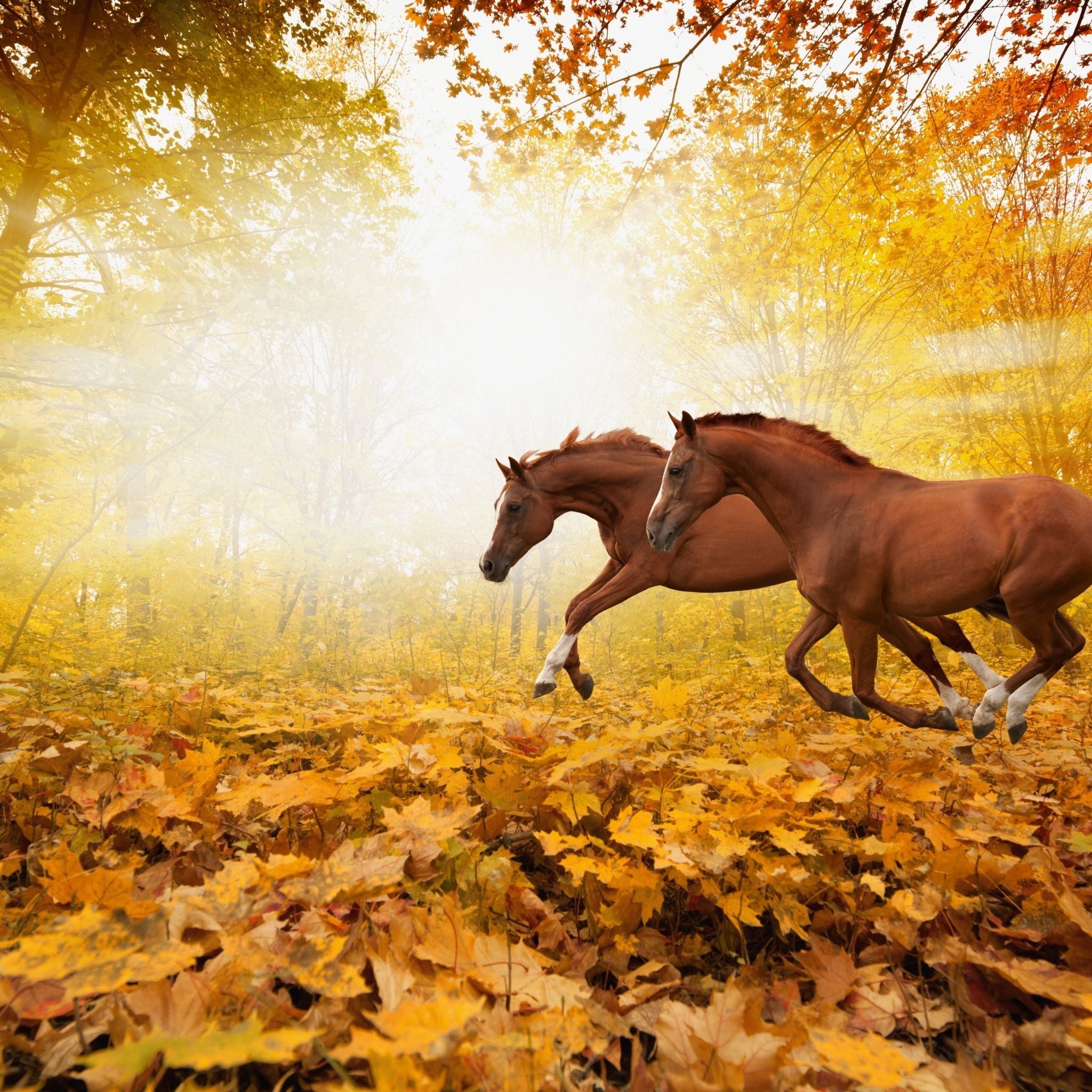 Gesundheit & Vorsorge - Pferd