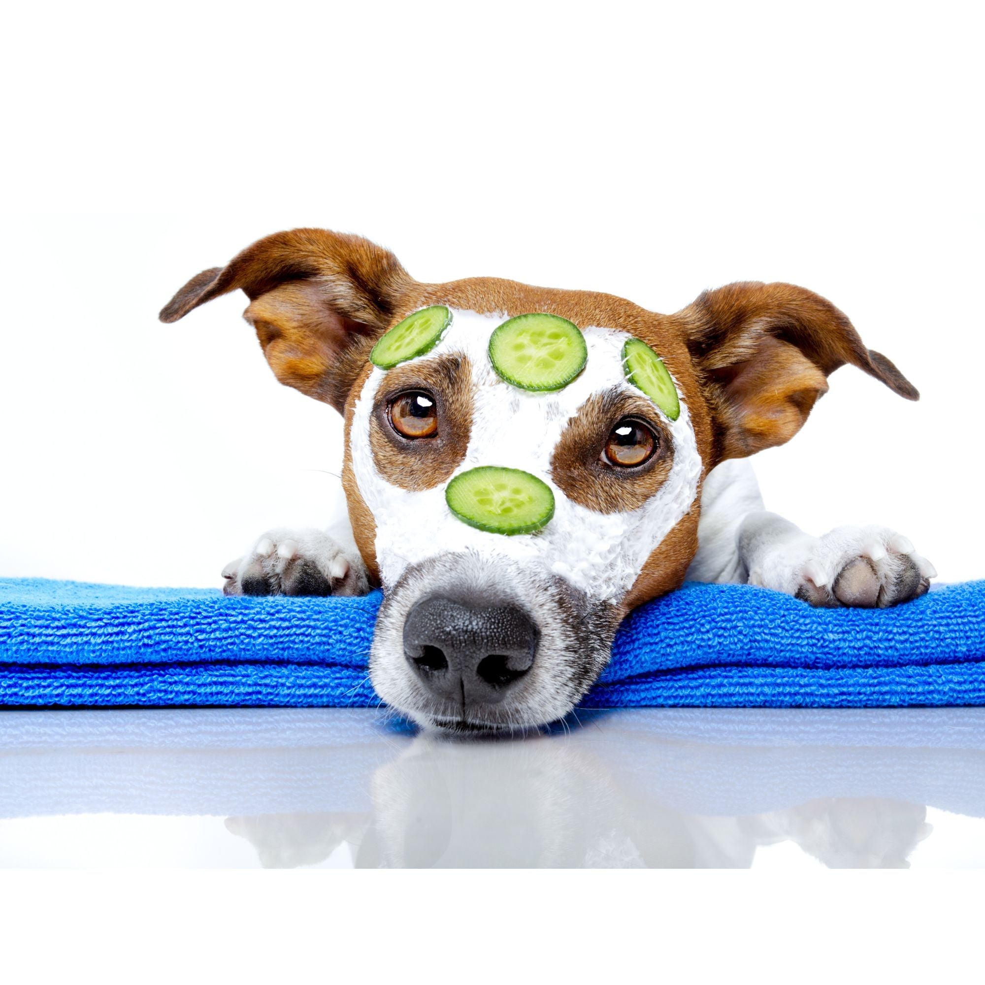 Pflegeprodukte Hund