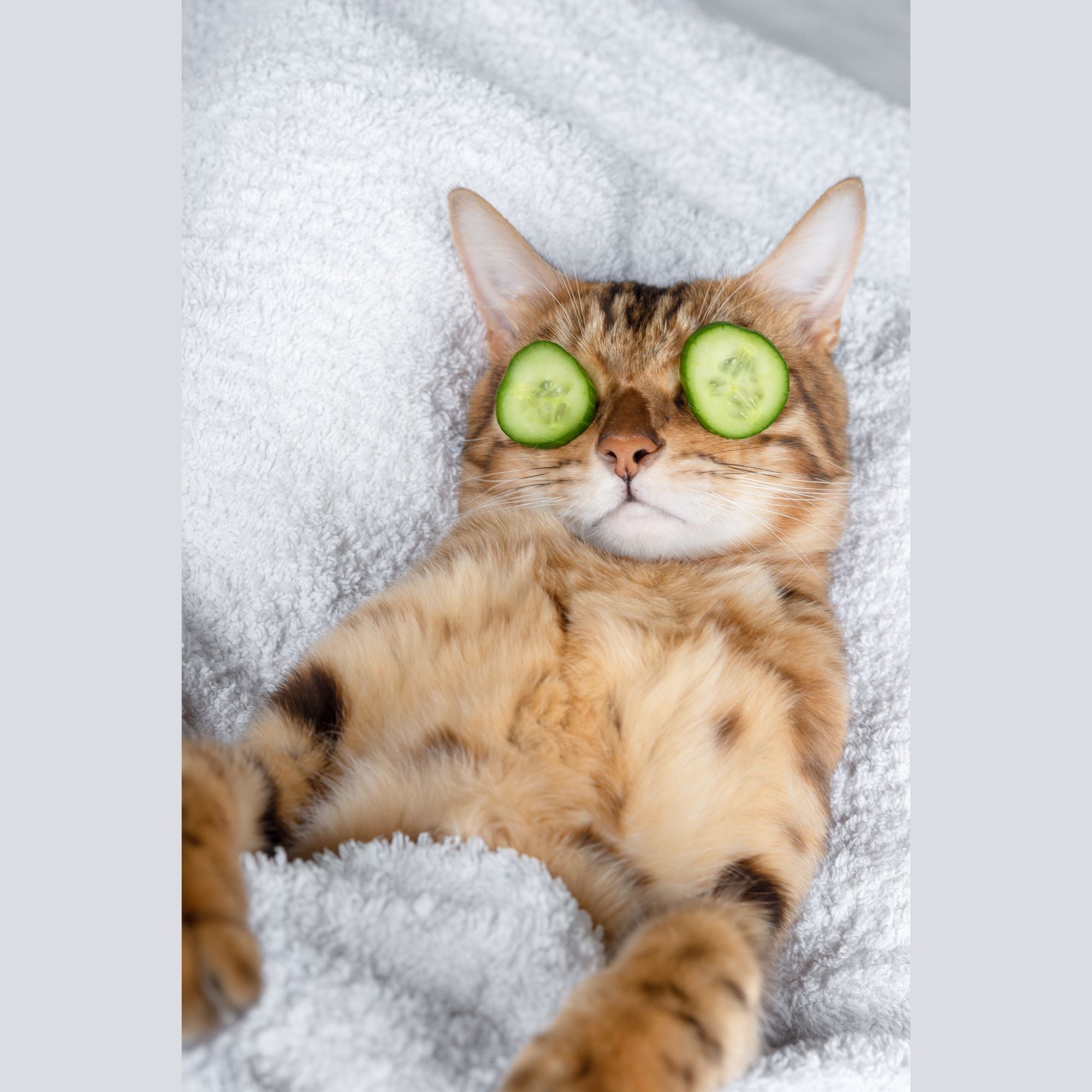 Pflegeprodukte Katze