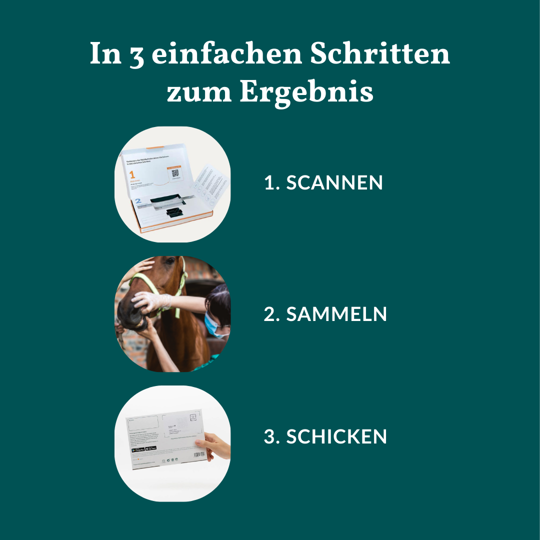 Mikronährstofftest - Mängel Pferd