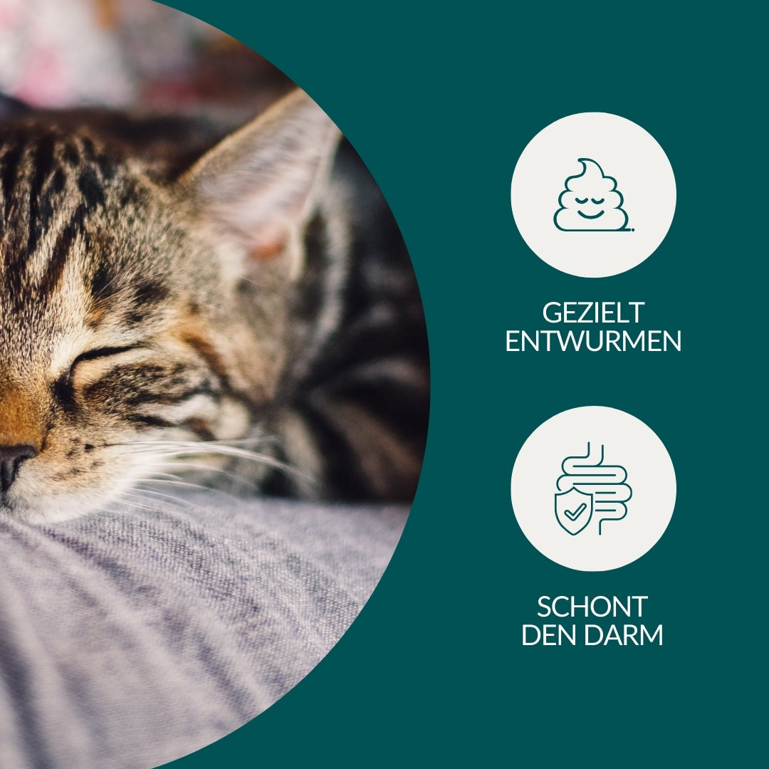 Wurmtest Basic Katze Sparpaket