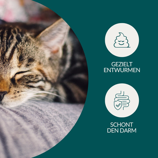 Wurmtest Basic Katze Sparpaket