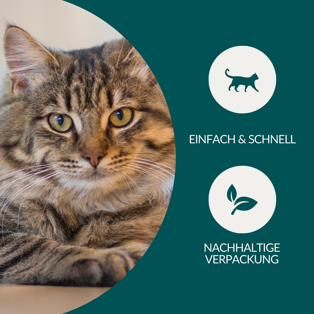 Wurmtest Basic Katze Sparpaket