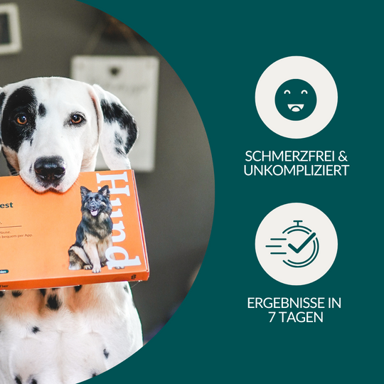 Allergietest Plus Hund