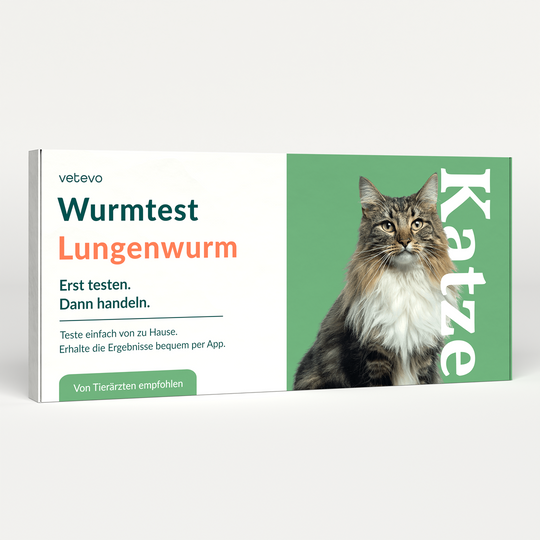 Lungenwurmtest Katze