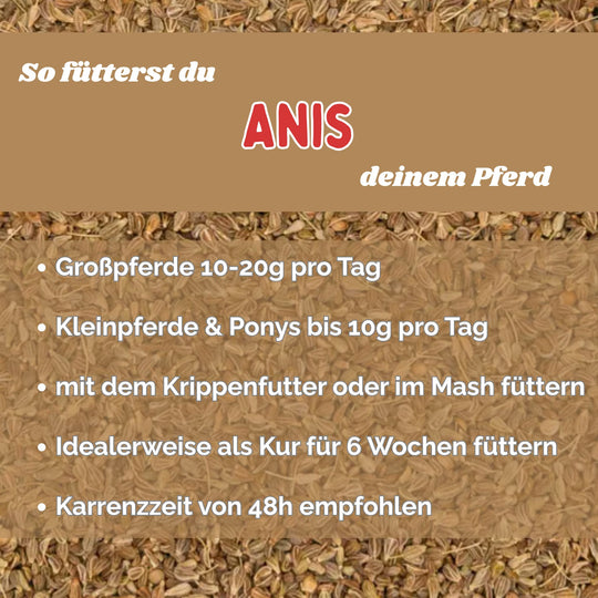 Anis Pferd Hustenkräuter für Pferde Magenkräuter Pferd
