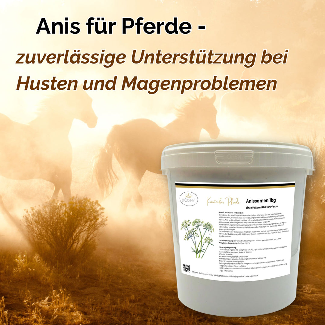 Anis Pferd Hustenkräuter für Pferde Magenkräuter Pferd