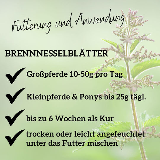 Brennnessel Pferd - Brennnessel für Pferde bei Nierenproblemen beim Pferd, Stoffwechsel Pferd, Entgiftung Pferd, Durchfall Pferd, Gelenke Pferd, Hautprobleme Pferd