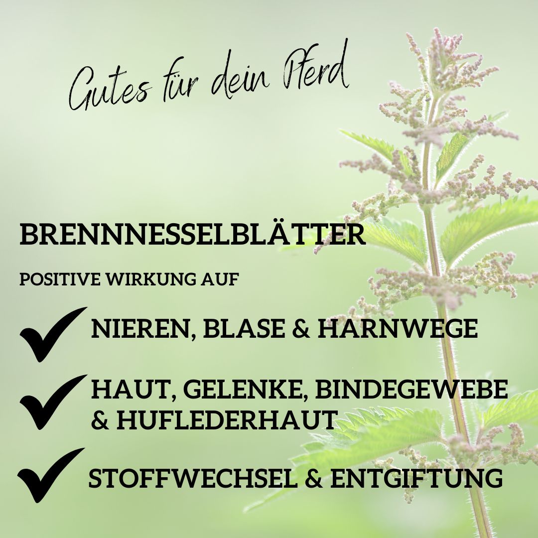 Brennnessel Pferd - Brennnessel für Pferde bei Nierenproblemen beim Pferd, Stoffwechsel Pferd, Entgiftung Pferd, Durchfall Pferd, Gelenke Pferd, Hautprobleme Pferd