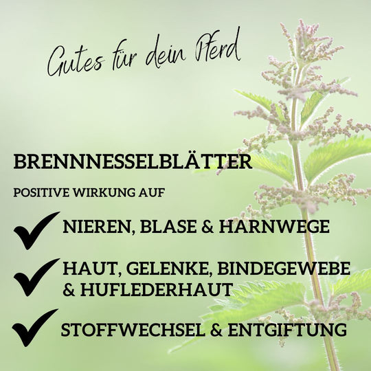 Brennnessel Pferd - Brennnessel für Pferde bei Nierenproblemen beim Pferd, Stoffwechsel Pferd, Entgiftung Pferd, Durchfall Pferd, Gelenke Pferd, Hautprobleme Pferd