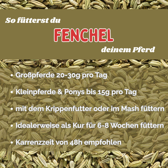 Fenchel Pferd Hustenkräuter für Pferde Magenkräuter Pferd