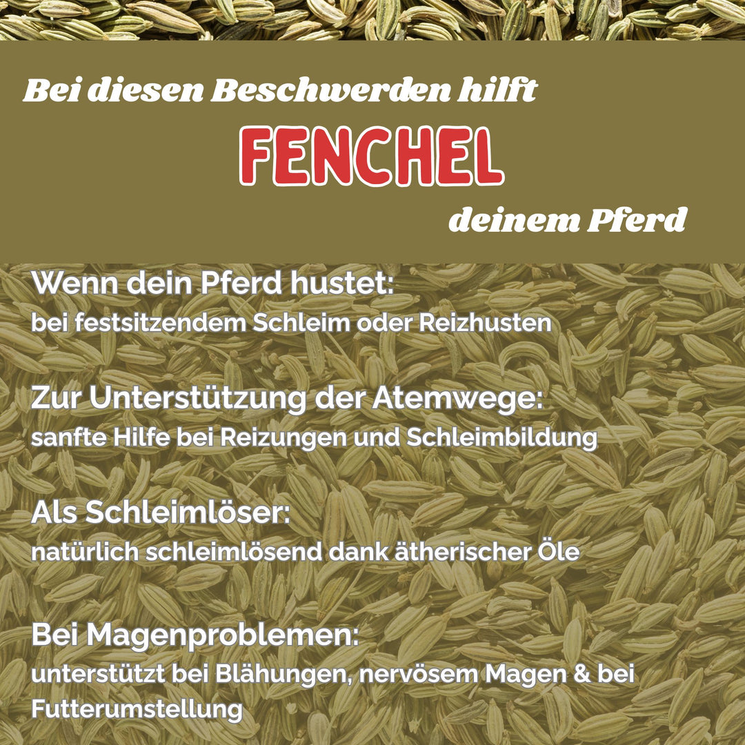 Fenchel Pferd Hustenkräuter für Pferde Magenkräuter Pferd