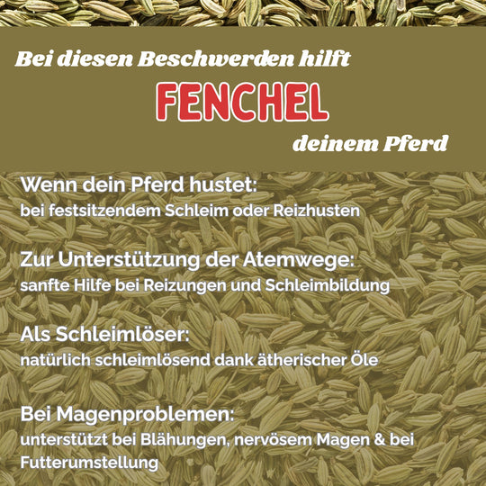 Fenchel Pferd Hustenkräuter für Pferde Magenkräuter Pferd