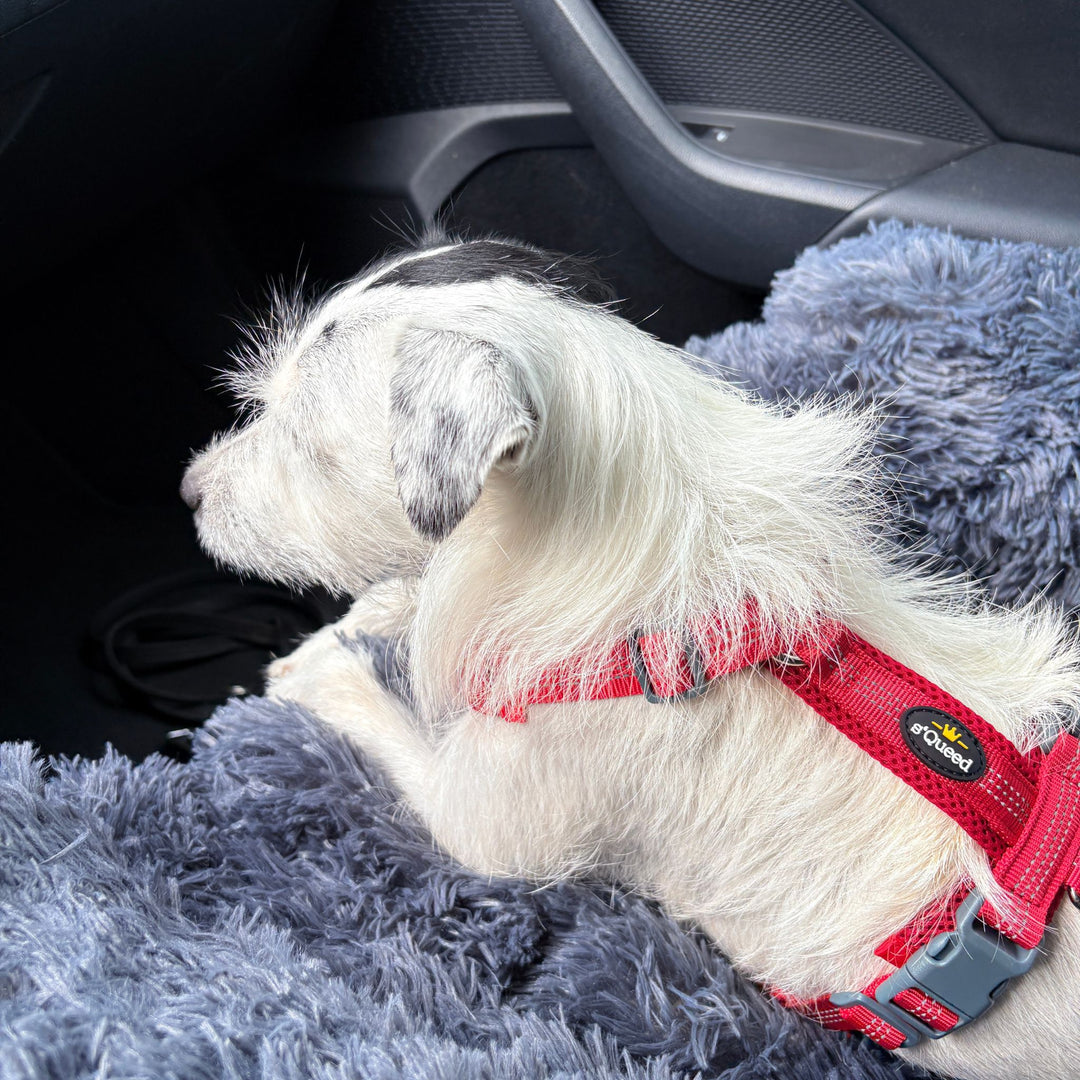 Hundebett "Balu" wasserdicht & waschbar – mit hohem Rand für Auto & Sofa