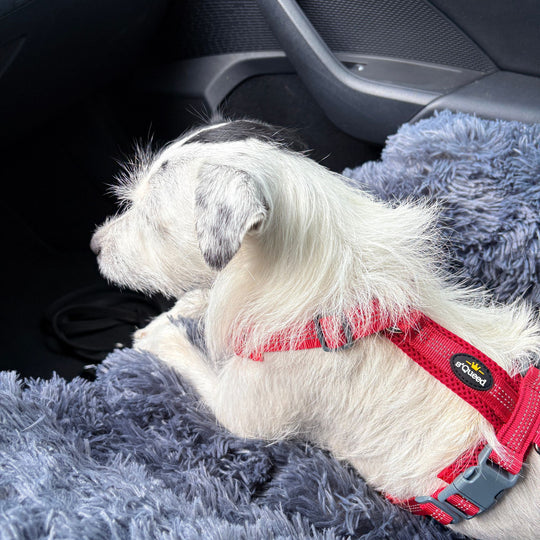 Hundebett "Balu" wasserdicht & waschbar – mit hohem Rand für Auto & Sofa