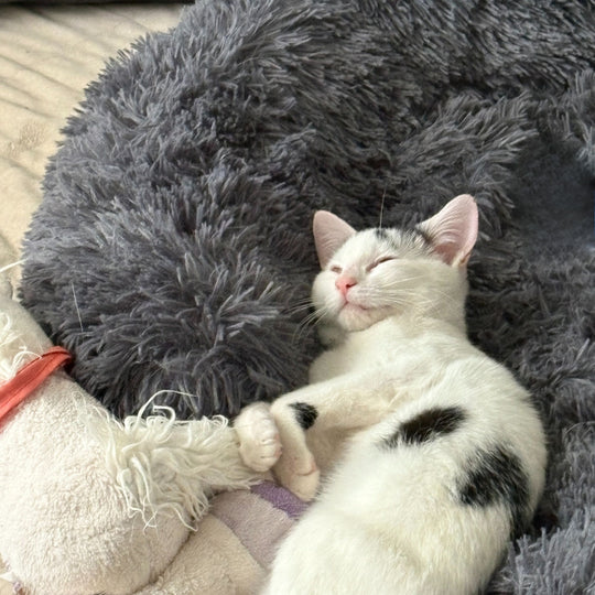 Hundebett mit hohem Rand I Hundebett waschbar I Hundebett Auto I Hundebett für Kofferraum I Hundebett Auto Rücksitz I Hundebett wasserdicht & schmutzabweisend