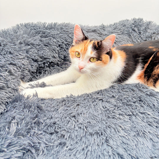 Hundebett "Balu" wasserdicht & waschbar – mit hohem Rand für Auto & Sofa