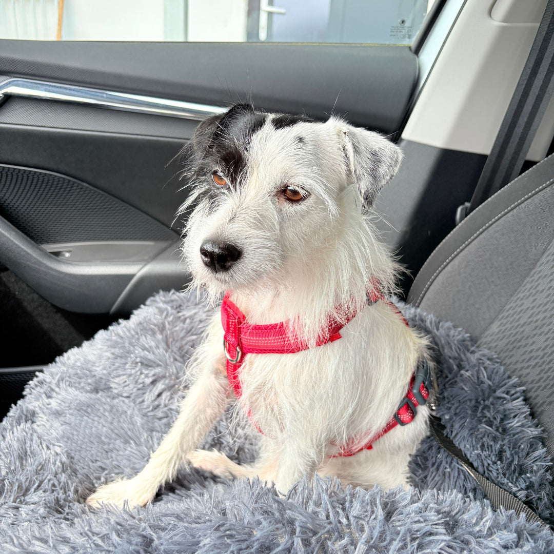 Hundebett "Balu" wasserdicht & waschbar – mit hohem Rand für Auto & Sofa