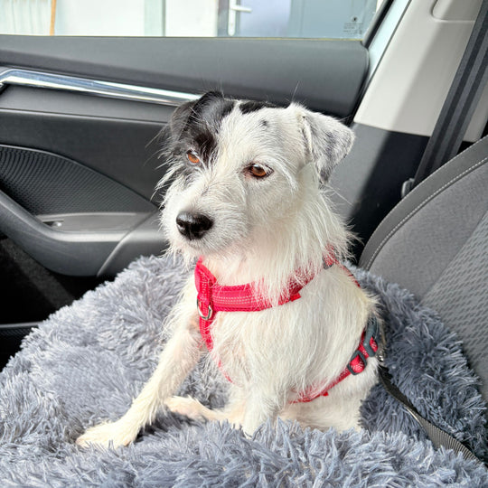 Hundebett "Balu" wasserdicht & waschbar – mit hohem Rand für Auto & Sofa