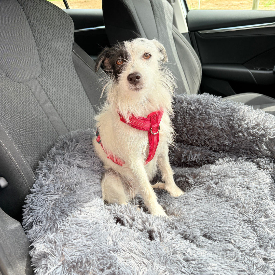 Hundebett "Balu" wasserdicht & waschbar – mit hohem Rand für Auto & Sofa