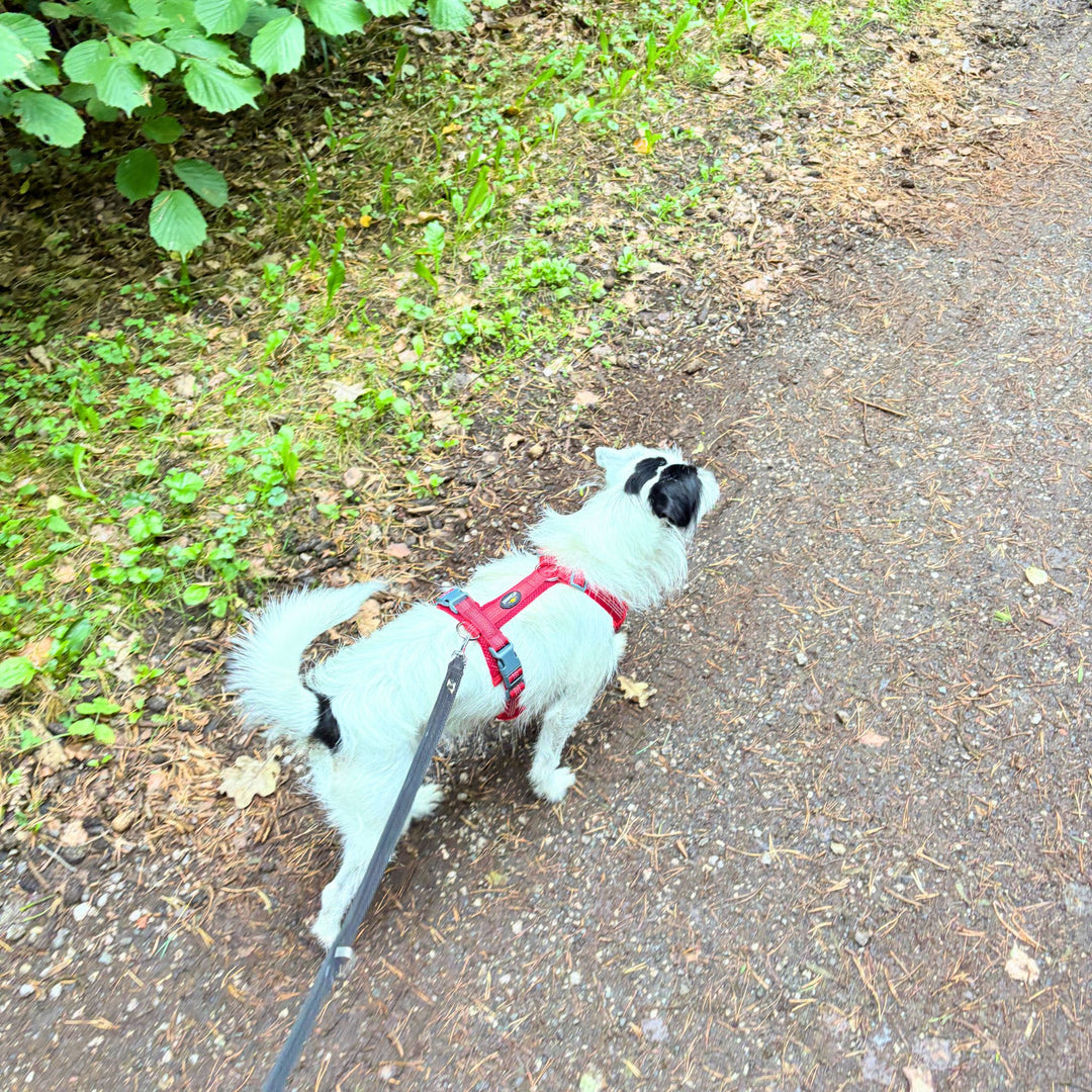 Hundegeschirr „LumiSafe Comfort“
