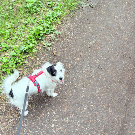 Hundegeschirr „LumiSafe Comfort“