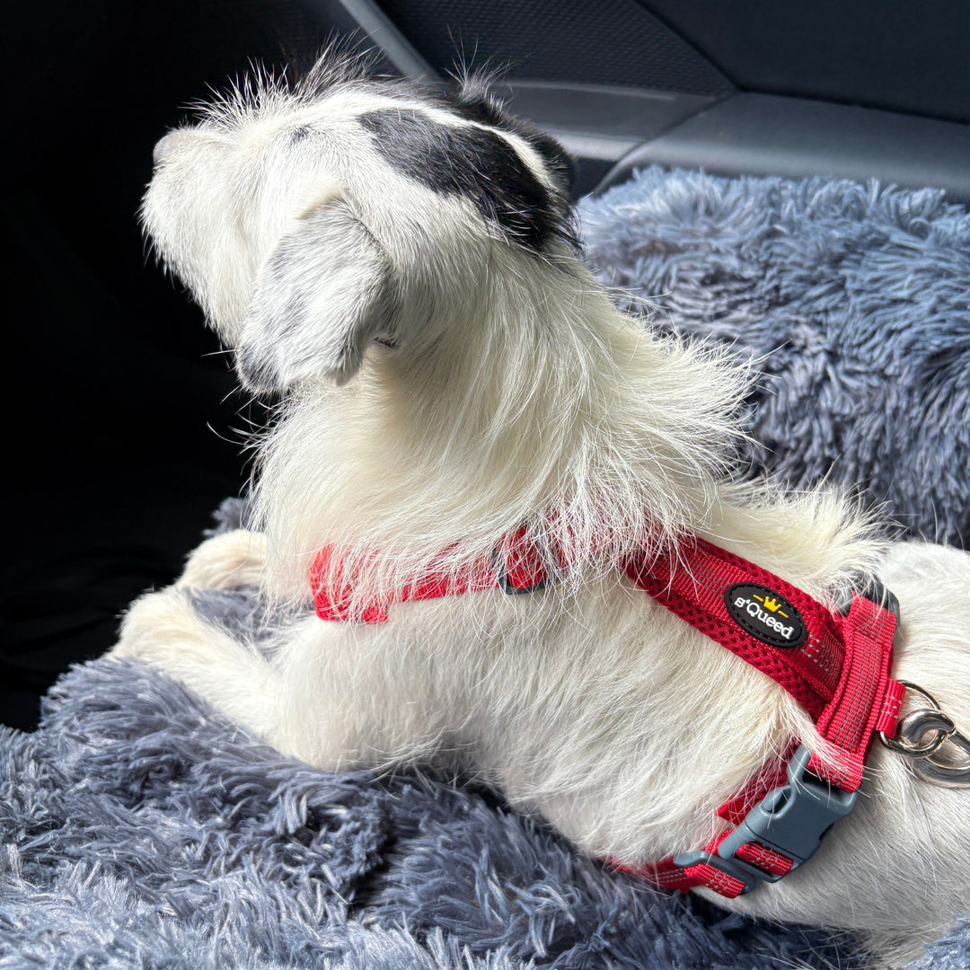 Hundegeschirr „LumiSafe Comfort“