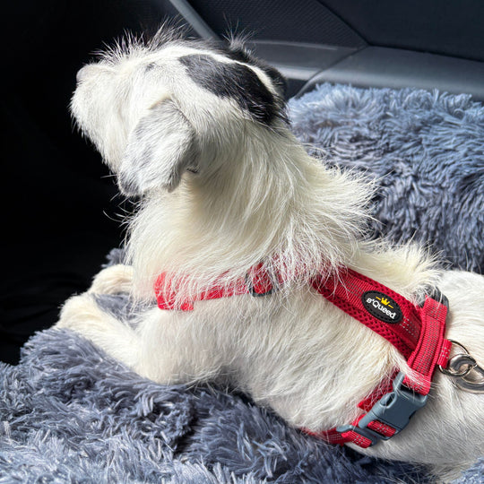 Hundegeschirr „LumiSafe Comfort“