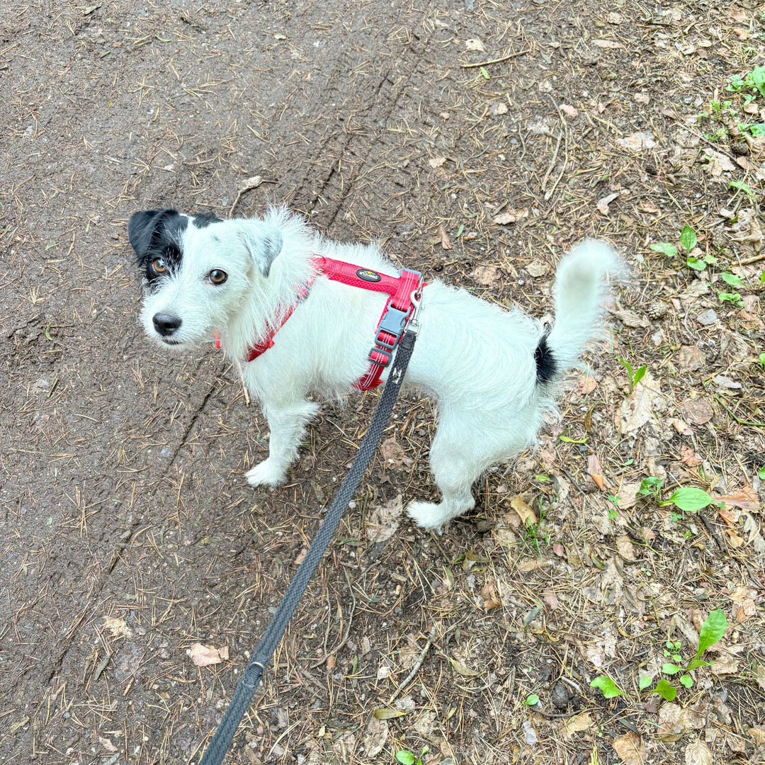 Hundegeschirr „LumiSafe Comfort“