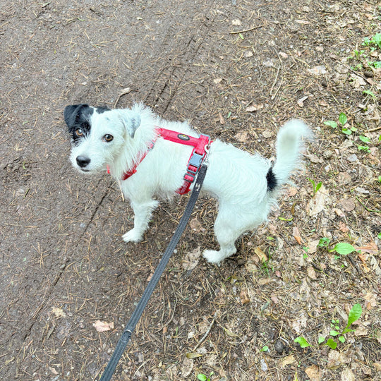 Hundegeschirr „LumiSafe Comfort“