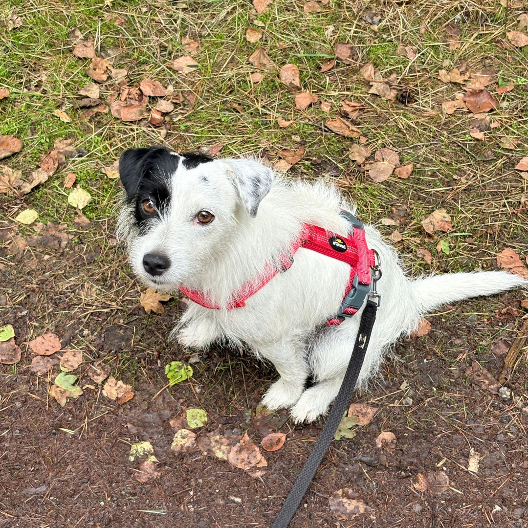 Hundegeschirr „LumiSafe Comfort“