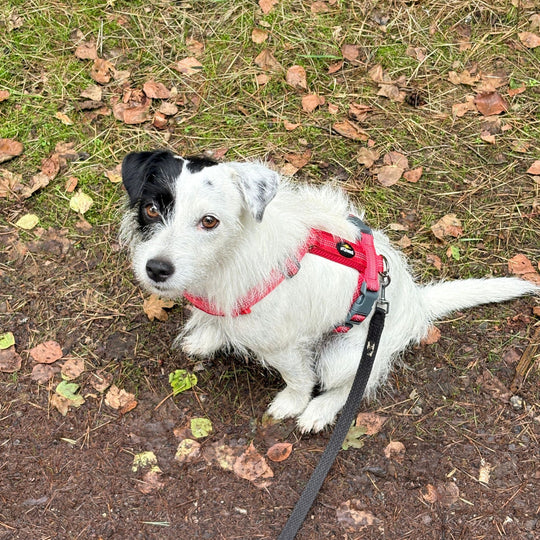Hundegeschirr „LumiSafe Comfort“