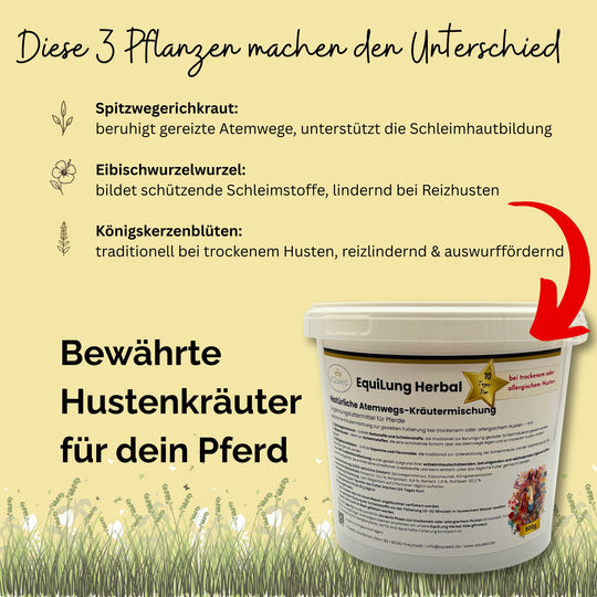Hustenkräuter für Pferde