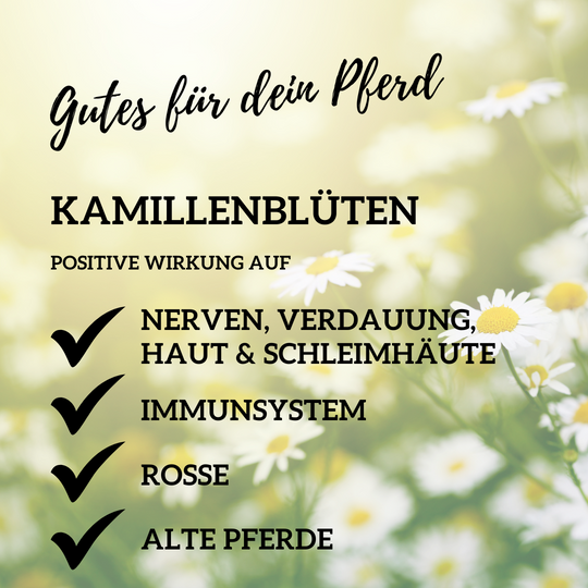 Kamillenblüten getrocknet, ganze Blüte für Pferde