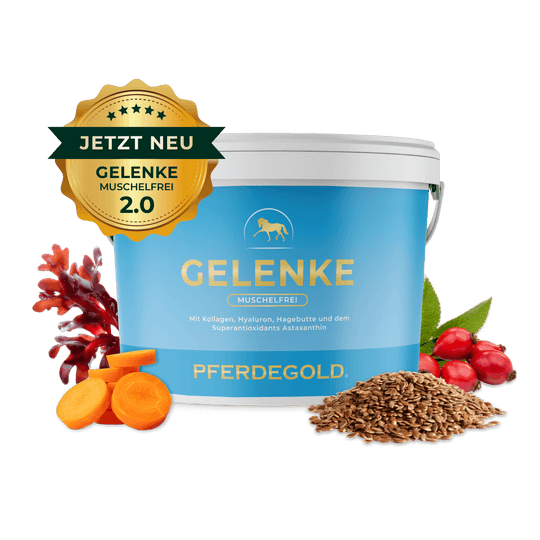 Gelenke Muschelfrei 2.0