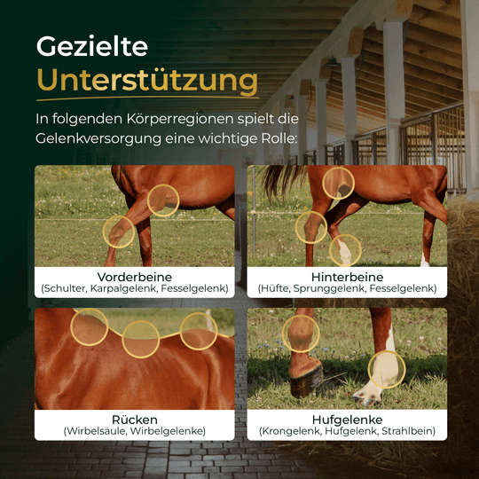 Gelenke Muschelfrei 2.0
