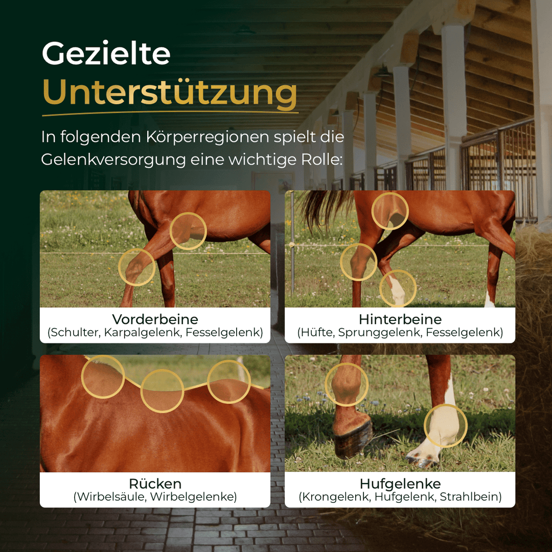 Gelenke+ 2.0