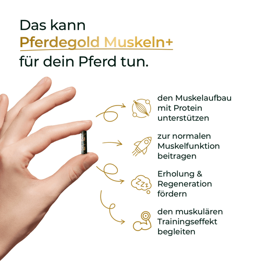 Muskeln+ 2.0