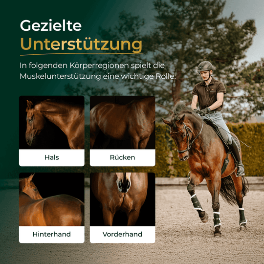 Muskeln+ 2.0