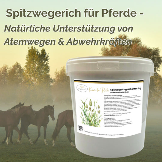 Spitzwegerich Pferd 1kg