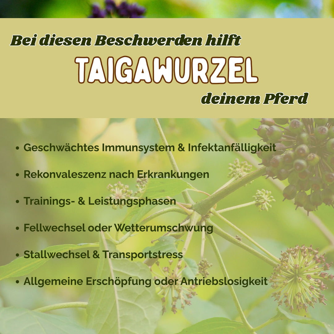 Taigawurzel Pferd Immunsystem stärken