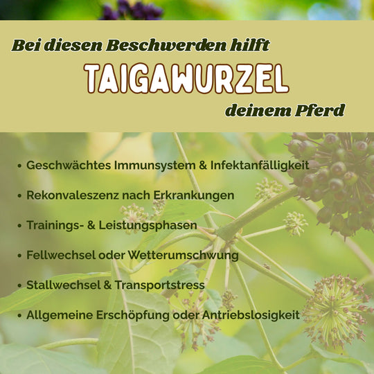 Taigawurzel Pferd Immunsystem stärken